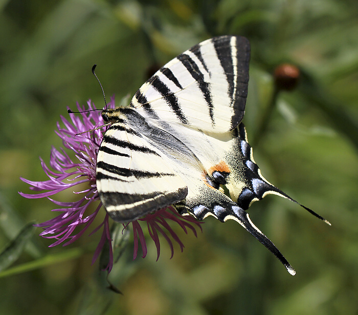 photo "***" tags: nature, insect