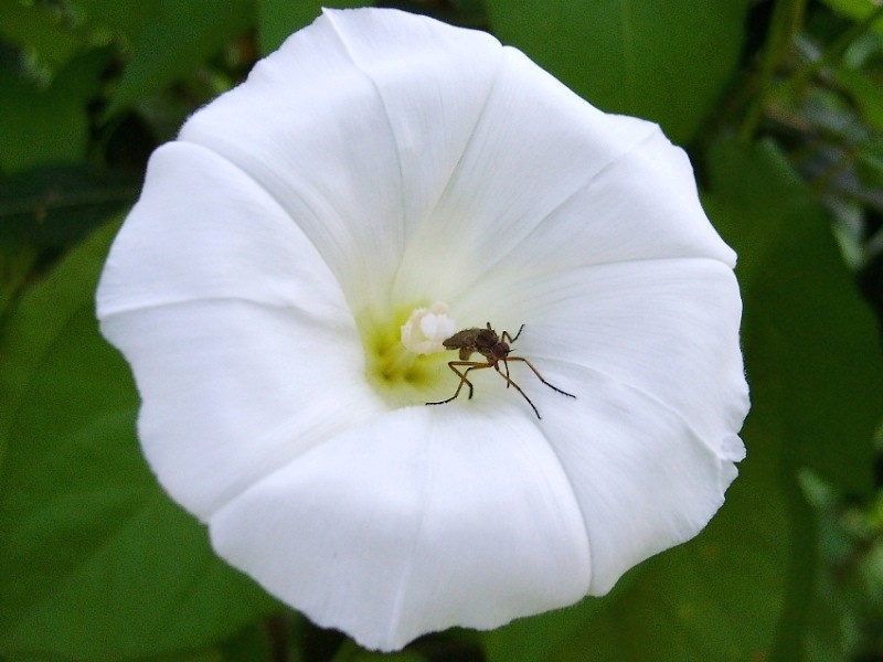 photo "***" tags: nature, insect