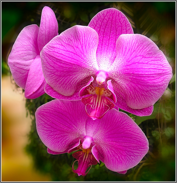 фото "Орхидеи" метки: природа, цветы