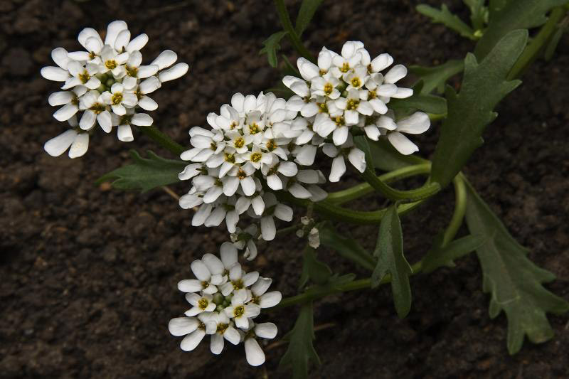 photo "***" tags: nature, flowers