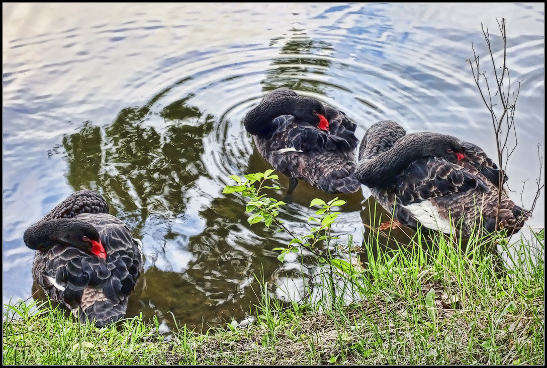 photo "Swans" tags: nature, wild animals