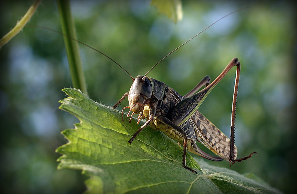 photo "макро,кузнечик,насекомые" tags: macro and close-up, nature, insect