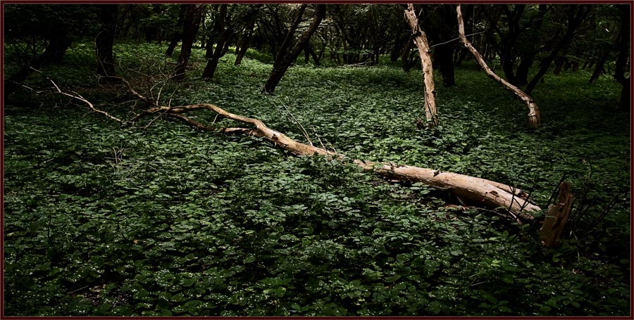 фото "дерева Вы мои ..." метки: пейзаж, лес