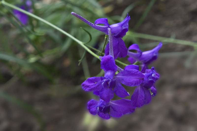 photo "***" tags: nature, flowers