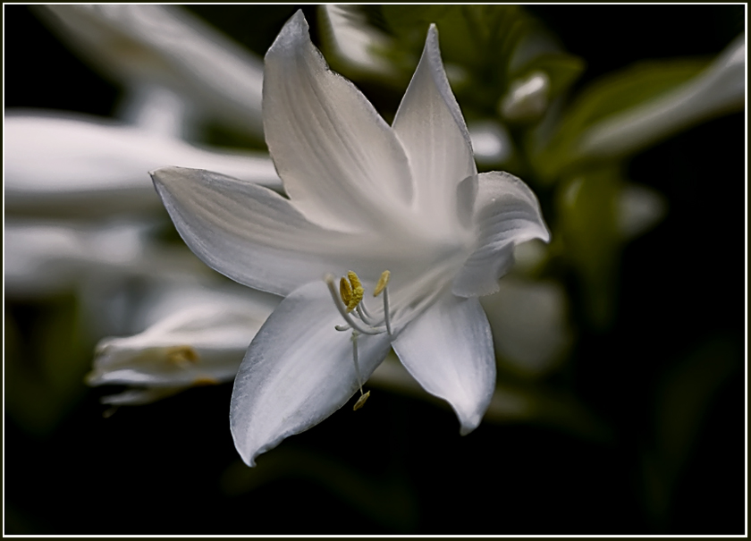 photo "***" tags: nature, macro and close-up, flowers