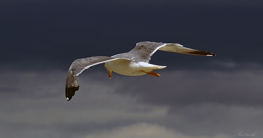 фото "Galeb" метки: природа, дикие животные