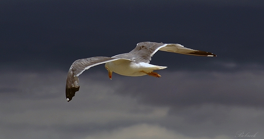 фото "Galeb" метки: природа, дикие животные