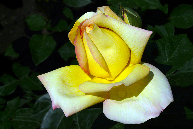 photo "Open your heart / Откройте свое сердце" tags: nature, macro and close-up, flowers