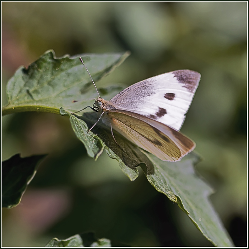 photo "***" tags: nature, macro and close-up, insect