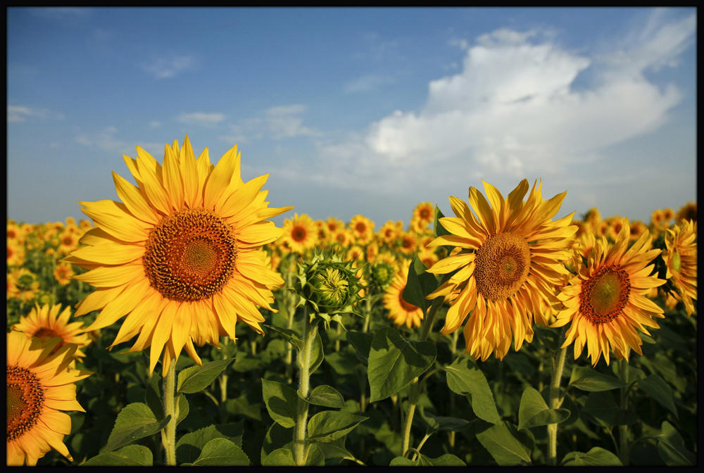 фото "Вспоминая Ван Гога" метки: природа, цветы