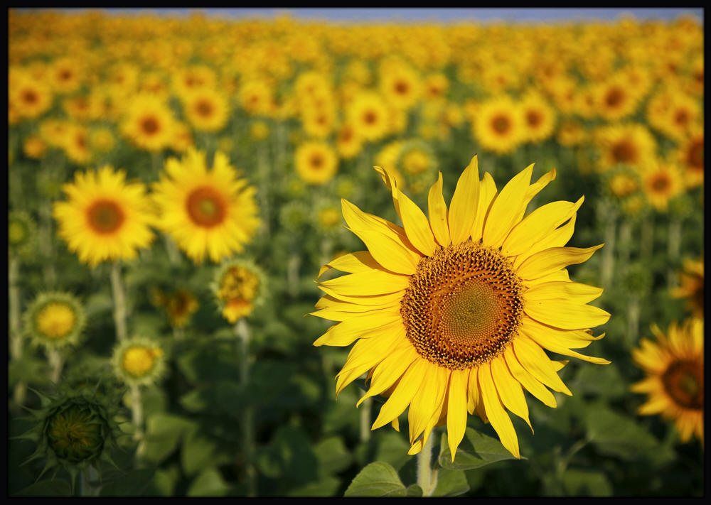 photo "***" tags: nature, flowers