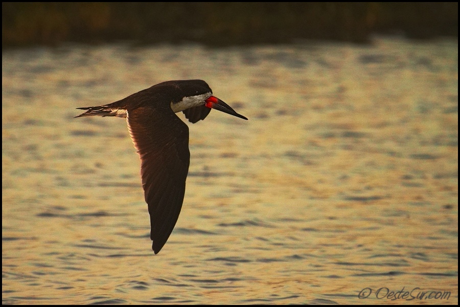 photo "rynchops niger" tags: nature, wild animals