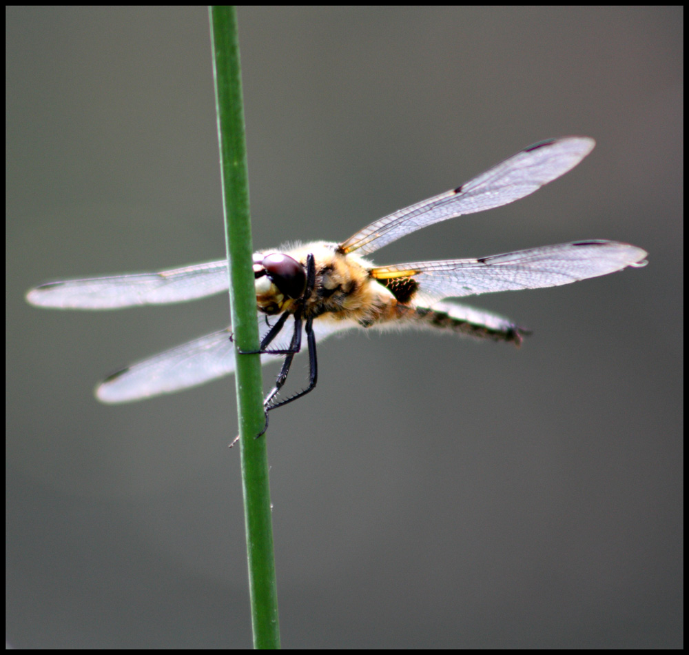 photo "***" tags: nature, insect