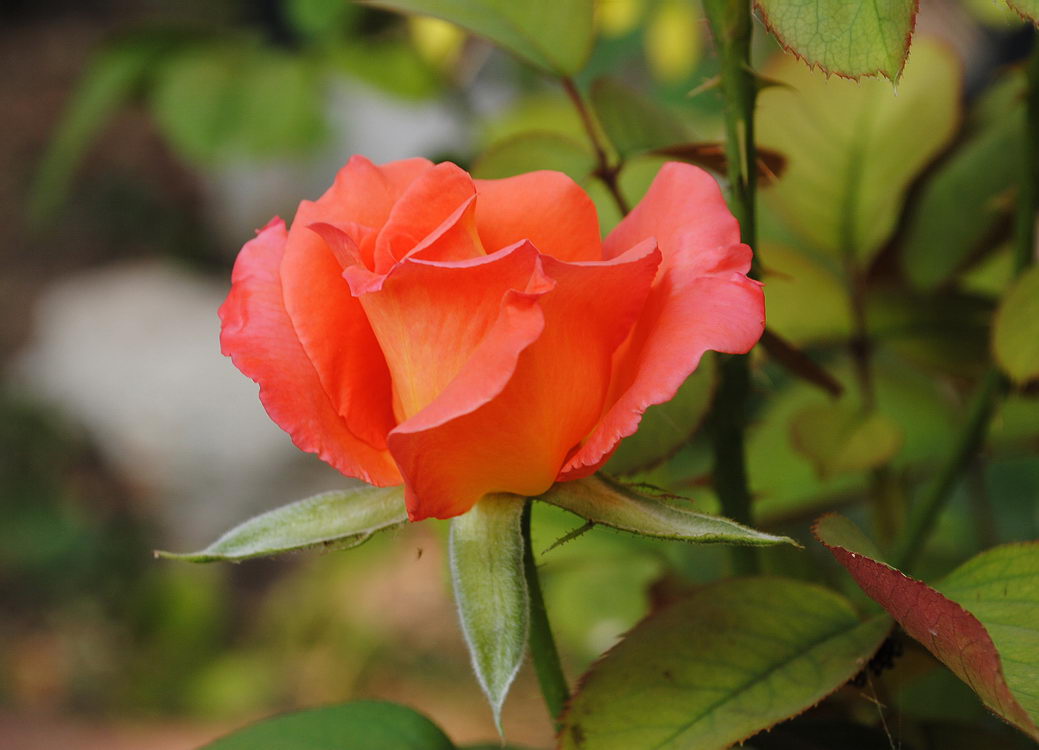 photo "***" tags: nature, macro and close-up, flowers