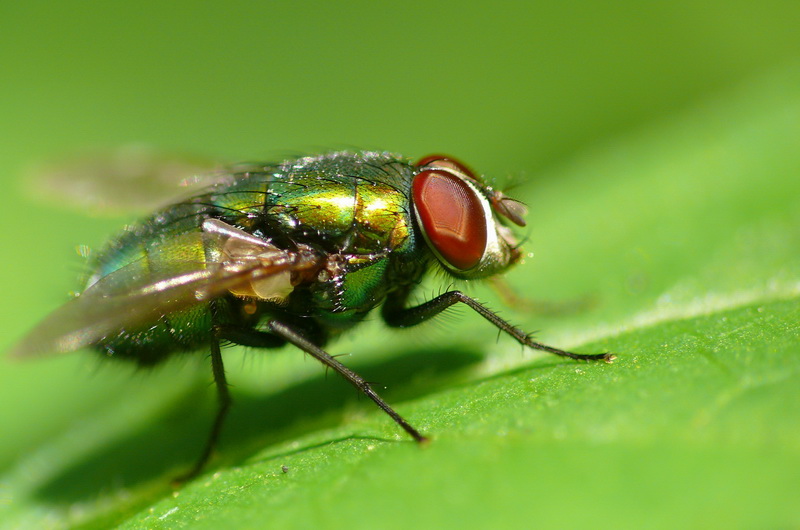 фото "Green Fly" метки: природа, насекомое