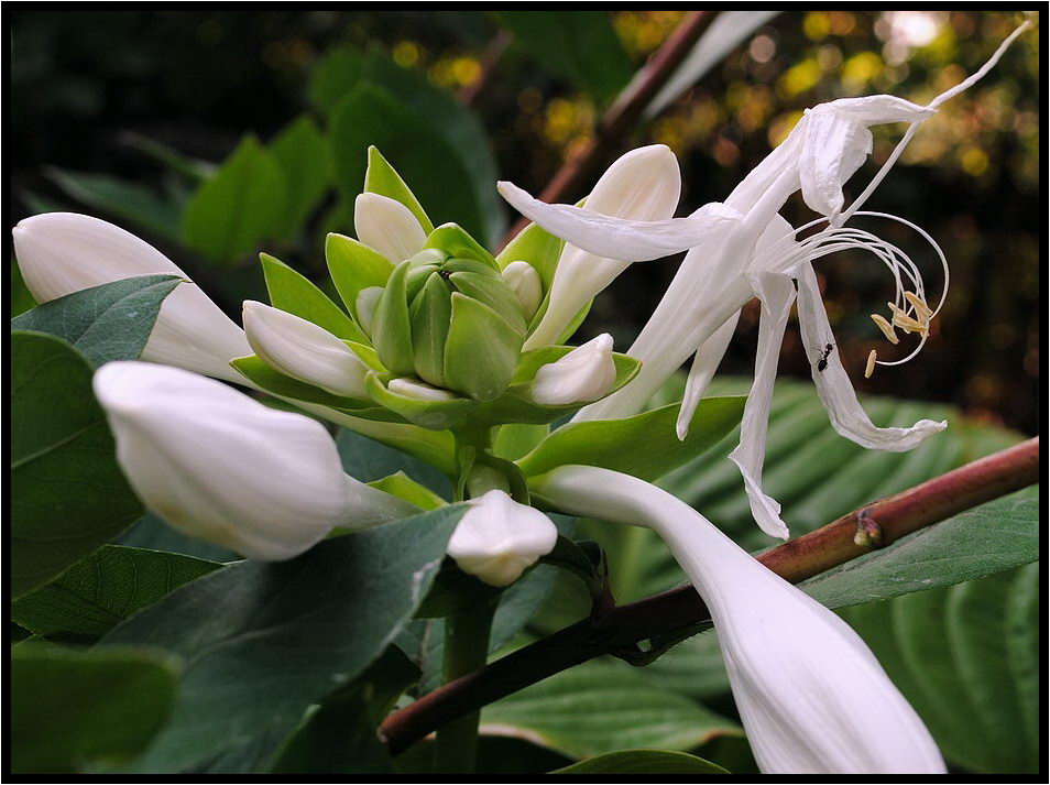 photo "***" tags: nature, macro and close-up, flowers