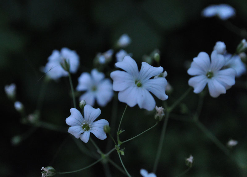 photo "***" tags: nature, flowers