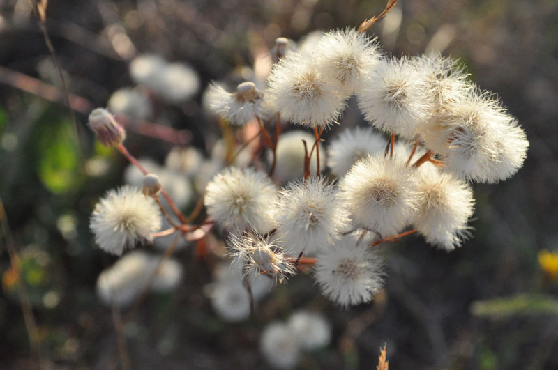 photo "***" tags: nature, flowers