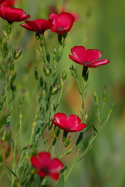 photo "***" tags: nature, flowers