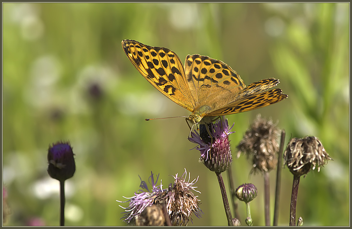 photo "Rest" tags: nature, insect