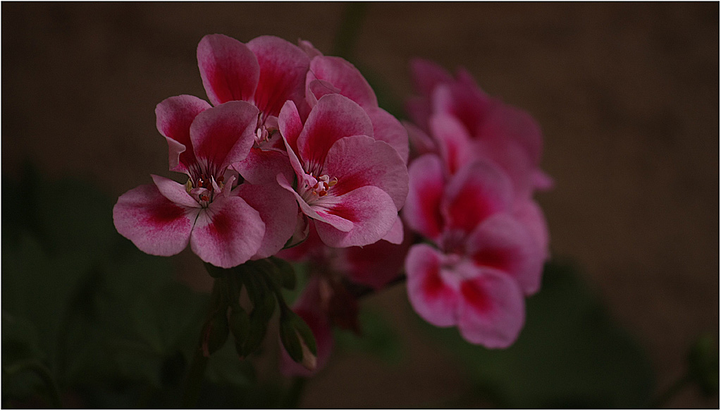 photo "***" tags: nature, flowers