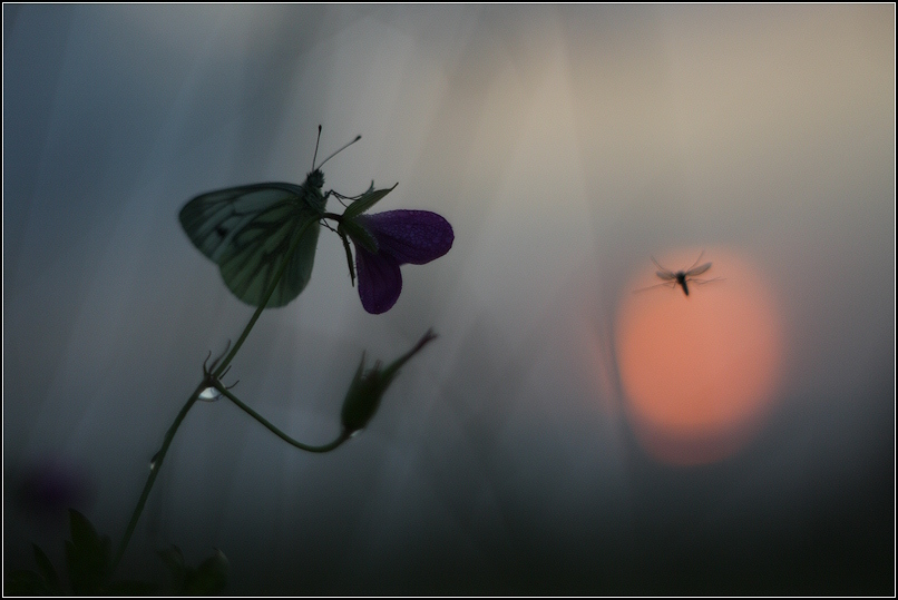 photo "***" tags: landscape, sunset