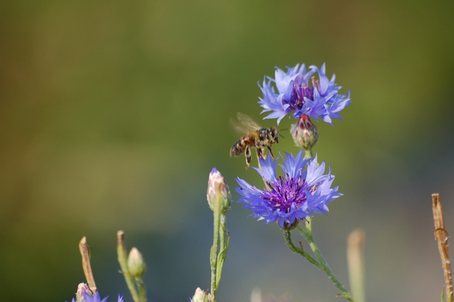 photo "***" tags: nature, flowers