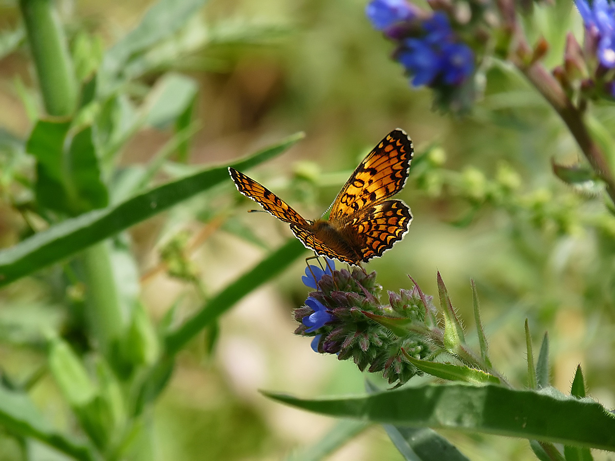 фото "Melitaea phoebe" метки: природа, насекомое