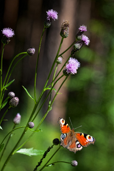 photo "***" tags: nature, flowers