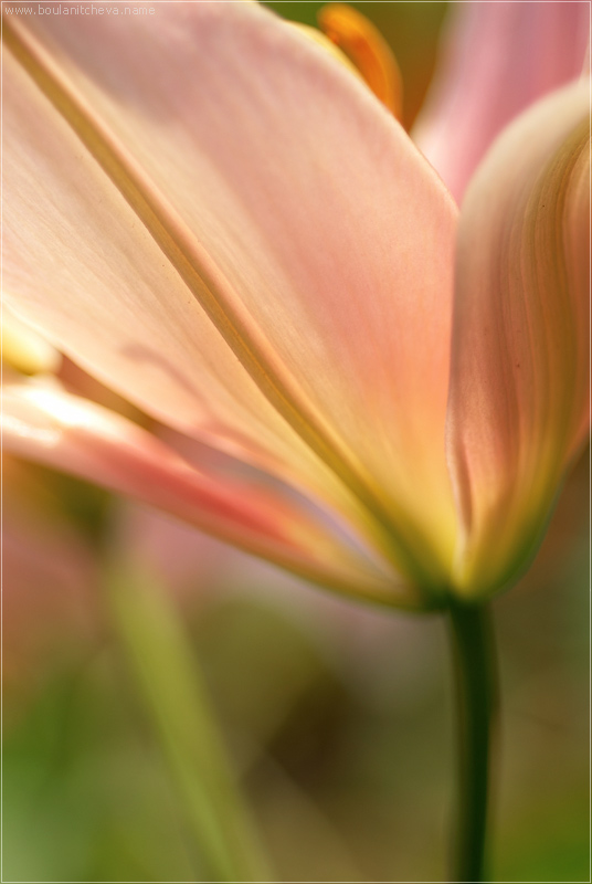 photo "Abstraction" tags: nature, macro and close-up, flowers