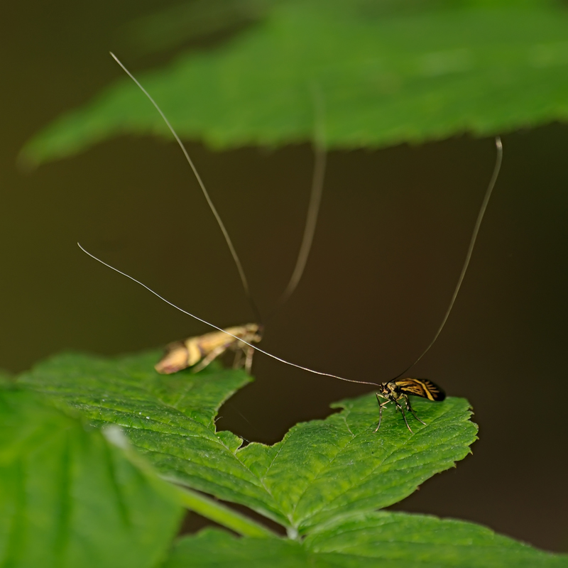 photo "***" tags: nature, insect