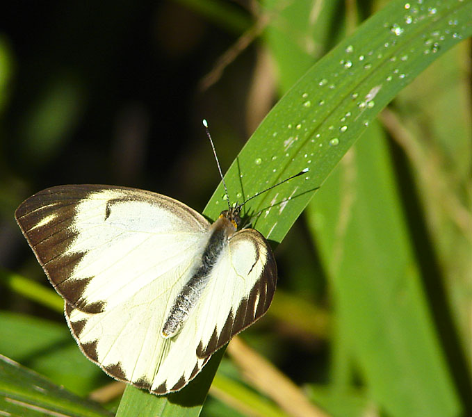 photo "***" tags: nature, insect