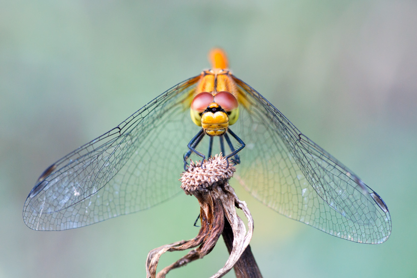 photo "***" tags: macro and close-up, 