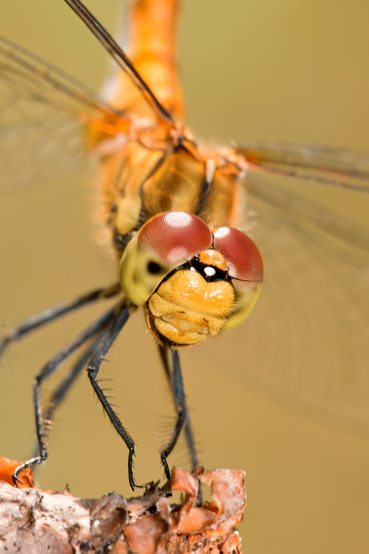 photo "***" tags: macro and close-up, 