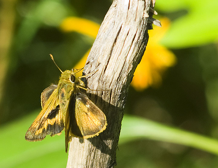 photo "***" tags: nature, insect