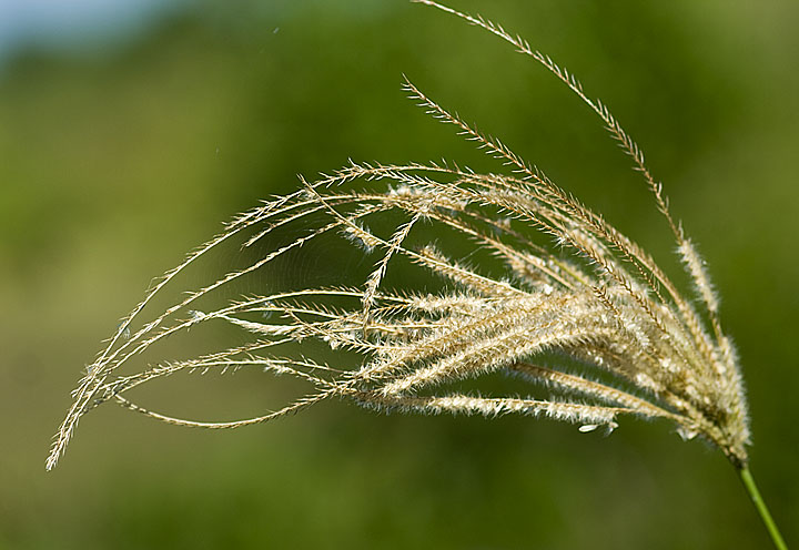 photo "***" tags: nature, flowers