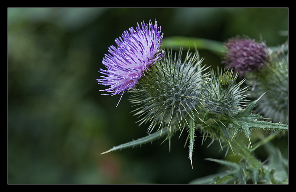 photo "Thistle" tags: nature, flowers