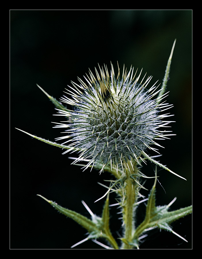 photo ""Spike"" tags: nature, flowers