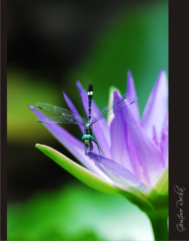 photo "***" tags: nature, insect