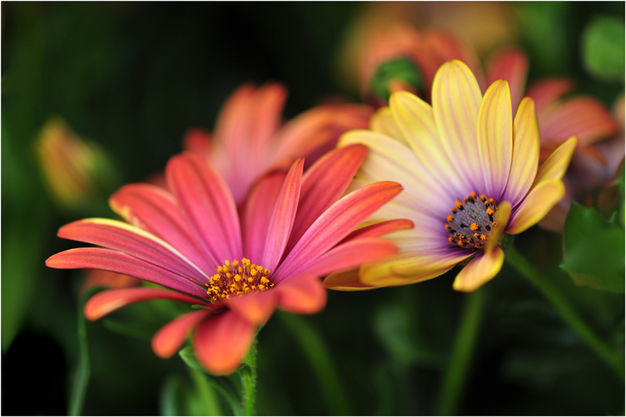 photo "***" tags: nature, flowers