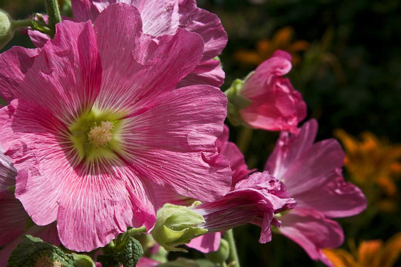 photo "***" tags: nature, flowers