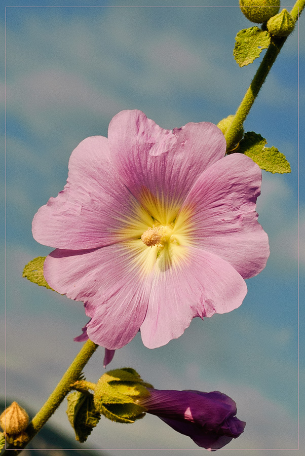 photo "***" tags: nature, flowers