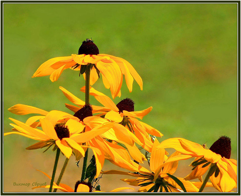 photo "***" tags: nature, flowers