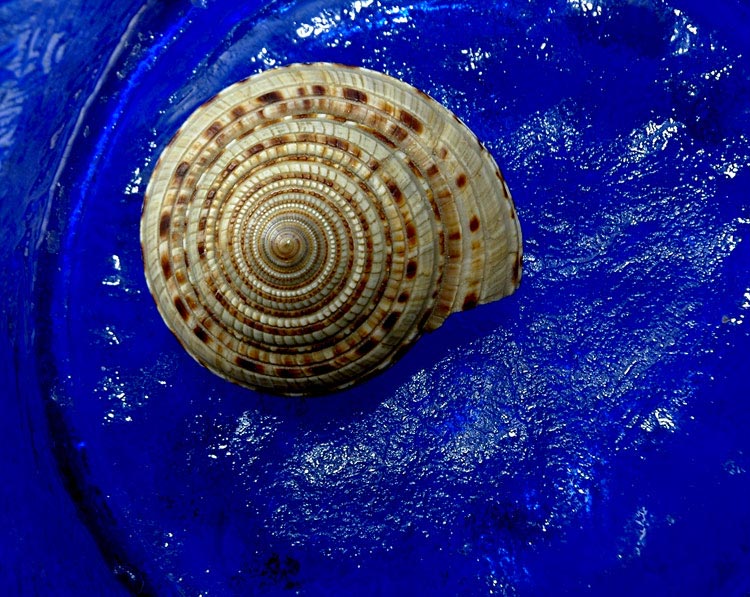 photo "SHELL & HOME" tags: macro and close-up, montage, 