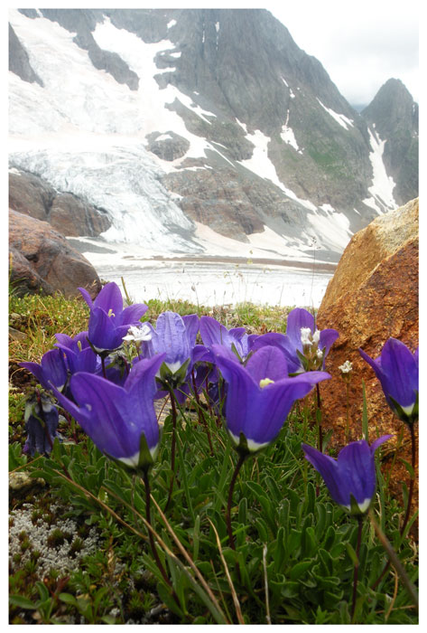 photo "Mountaineers" tags: nature, flowers