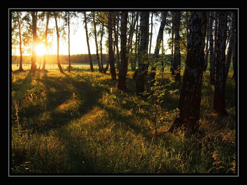 фото "***" метки: пейзаж, лес