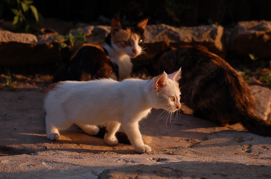 photo "***" tags: nature, pets/farm animals