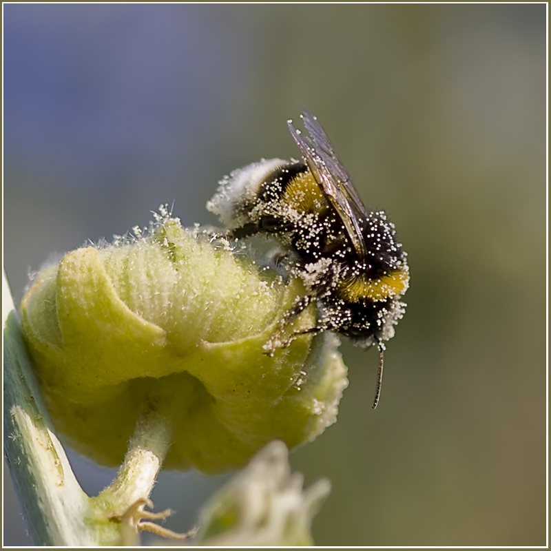 photo "Working!!" tags: nature, macro and close-up, insect