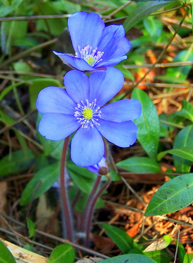 photo "***" tags: nature, flowers