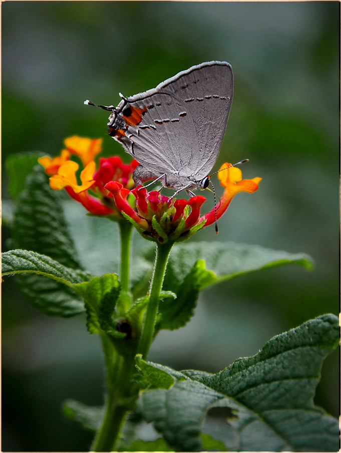 photo "Egg-Laying" tags: nature, macro and close-up, insect